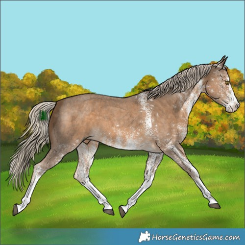 Horse Color:White Spotted Chocolate Palomino