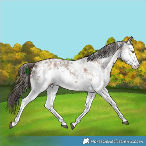 Horse Color:White Spotted Liver Red Dun Sabino