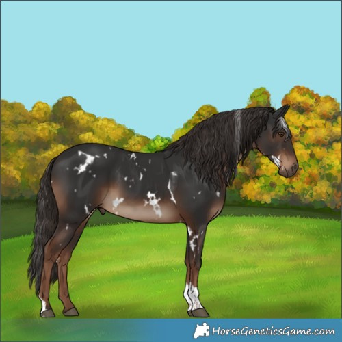 Horse Color:White Spotted Liver Chestnut Tobiano