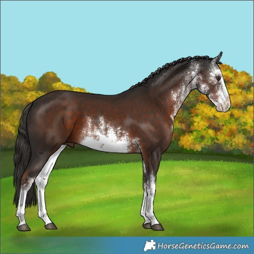 Horse Color:White Spotted Liver Chestnut 