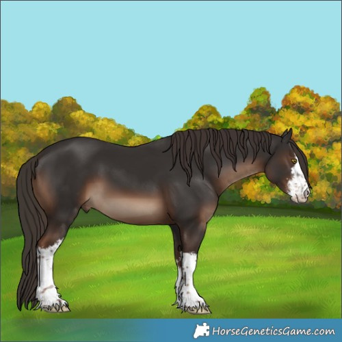 Horse Color:White Spotted Liver Chestnut