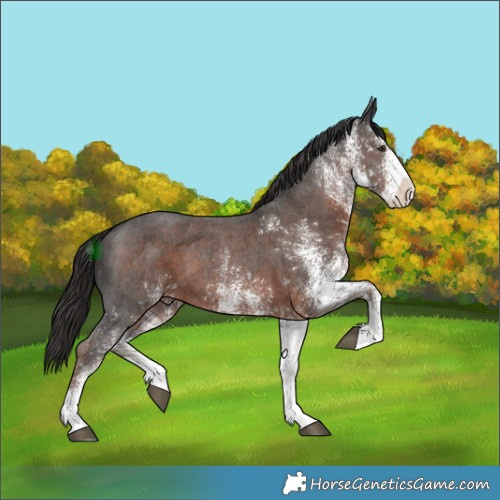 Horse Color:White Spotted Liver Chestnut 