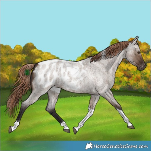 Horse Color:Liver Red Dun Roan Tobiano Blanket