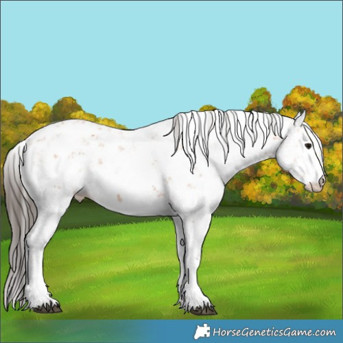 Horse Color:Bay Sabino 