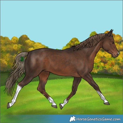 Horse Color:Liver Chestnut Tobiano