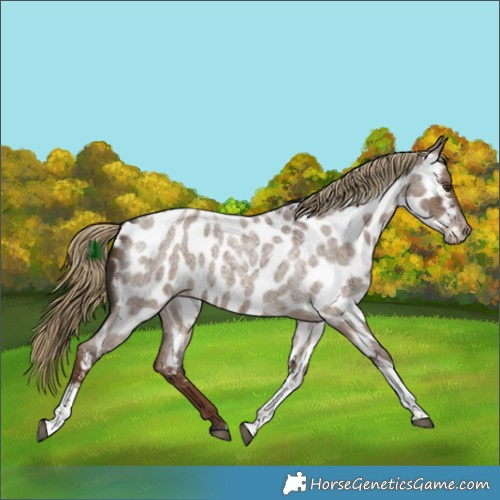 Horse Color:Liver Red Dun Roan Tobiano Near Leopard 