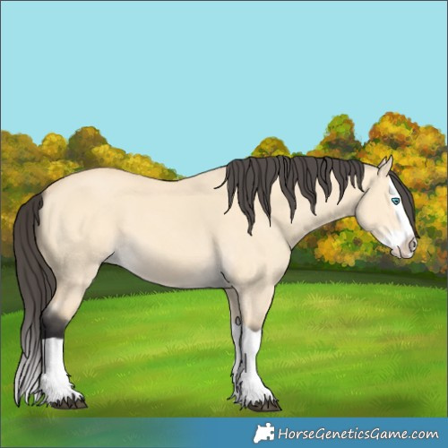 Horse Color:Buckskin Dun Splash