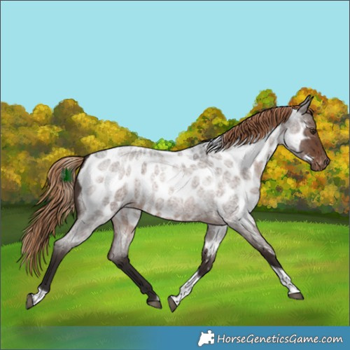 Horse Color:Liver Red Roan Tobiano Near Leopard 