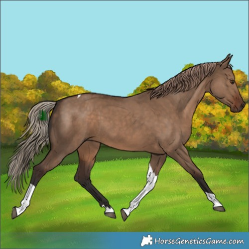 Horse Color:Liver Red Dun Tobiano 