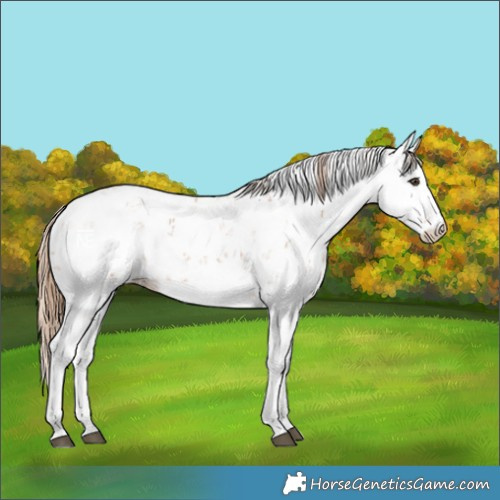 Horse Color:Chestnut Sabino