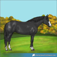 Horse Color:Black 