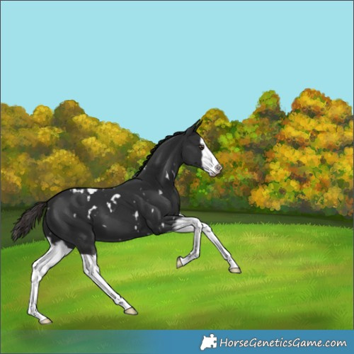 Horse Color:White Spotted Liver Chestnut Splash
