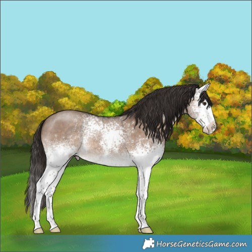 Horse Color:White Spotted Liver Red Dun Sabino 