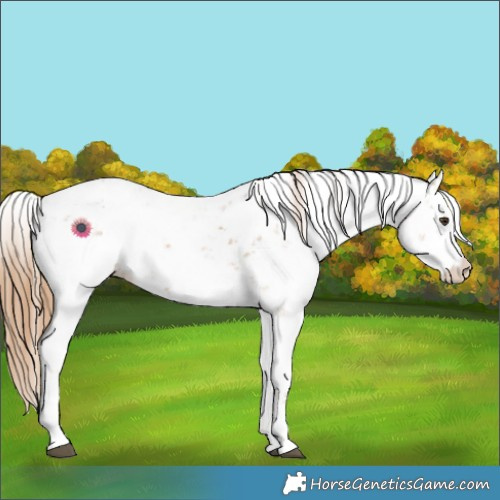 Horse Color:Chestnut Sabino