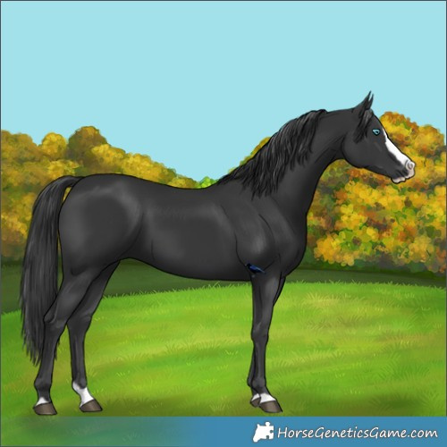 Horse Color:Black Splash 