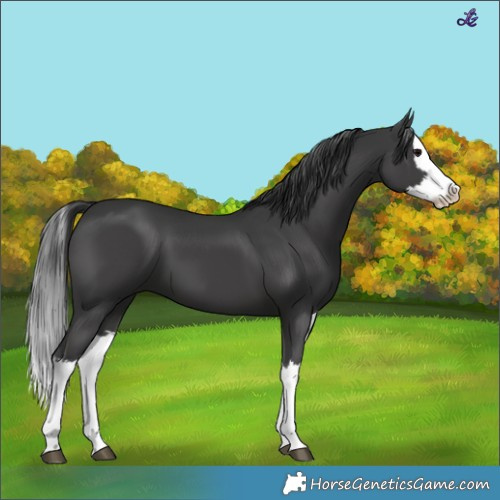 Horse Color:Black Splash