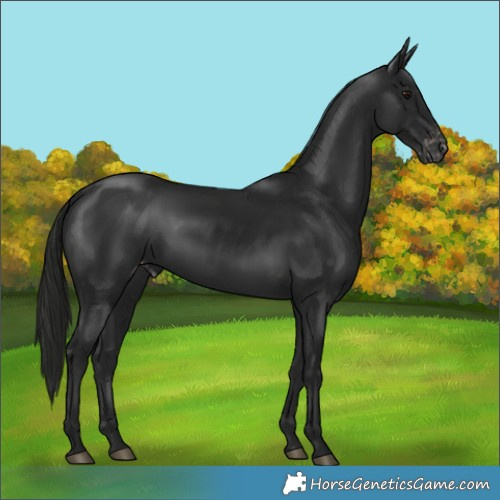 Horse Color:Gray Black Varnish 