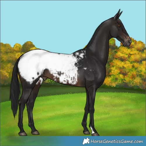 Horse Color:Gray Brown Snowcap