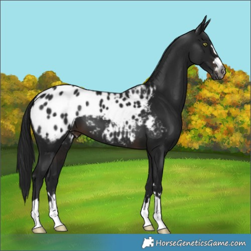 Horse Color:Gray Brown Blanket