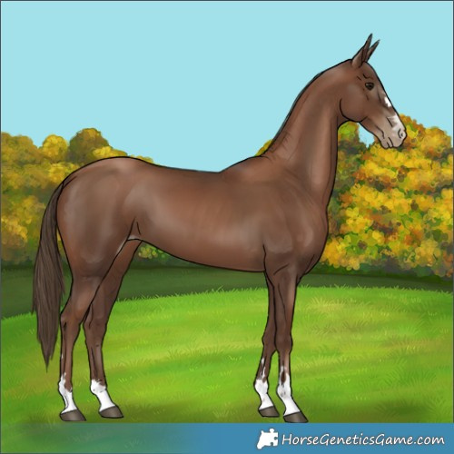 Horse Color:Gray Black Pearl