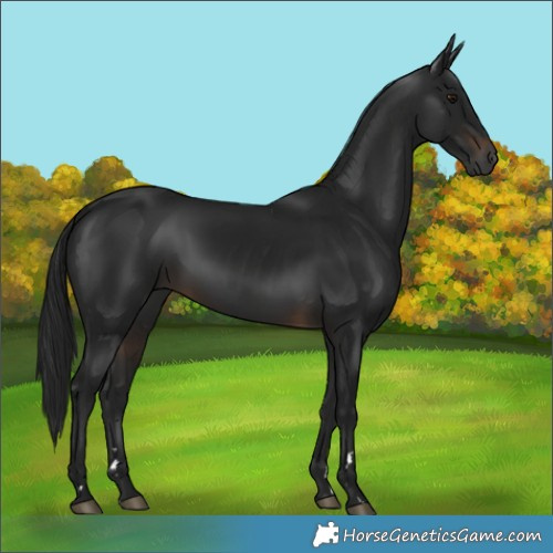 Horse Color:Gray Brown 