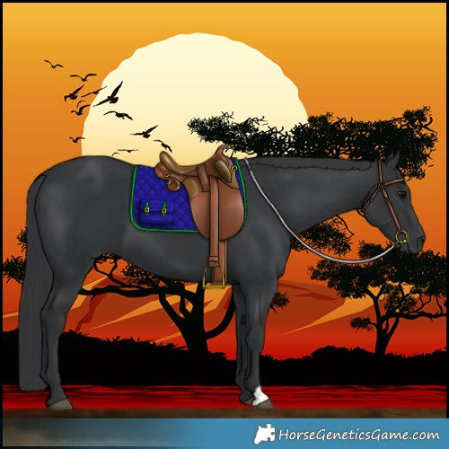 Horse Color:Black 