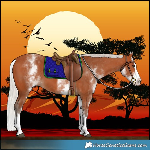 Horse Color:White Spotted Silver Bay Splash