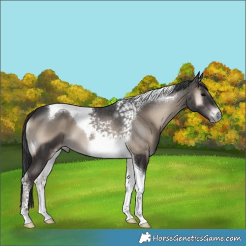 Horse Color:Blue Onyx Tobiano 