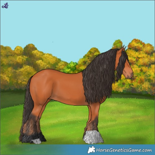 Horse Color:Bay 