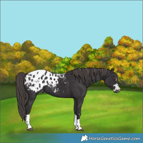 Horse Color:Smoky Black Blanket