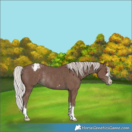 Horse Color:Silver Black Blanket Rabicano