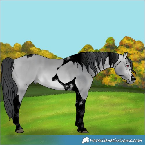 Horse Color:Void Bay Chinchilla Tobiano 