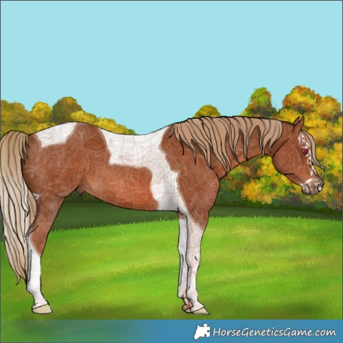 Horse Color:Chestnut Splash Tobiano