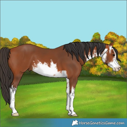 Horse Color:White Spotted Bay 