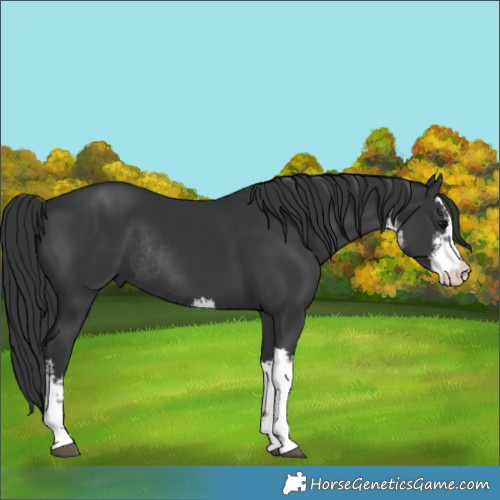 Horse Color:White Spotted Black Rabicano 