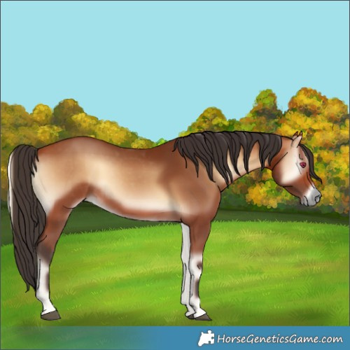 Horse Color:Bay Onyx 