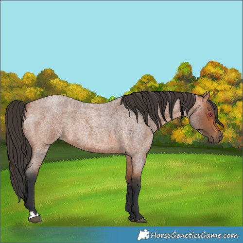 Horse Color:Bay Roan Rabicano