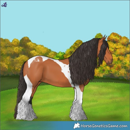 Horse Color:Bay Tobiano