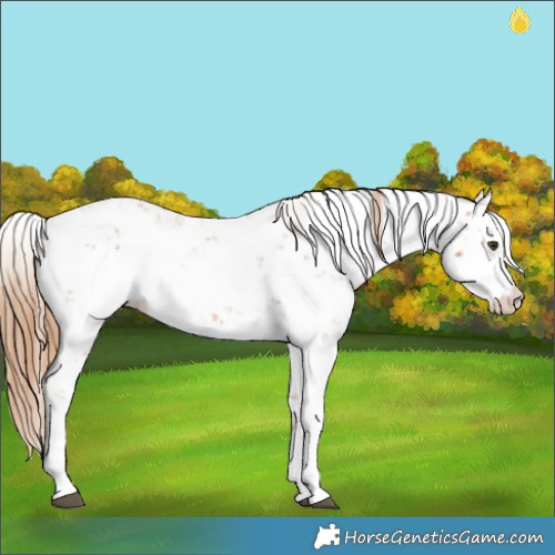 Horse Color:Chestnut Sabino 