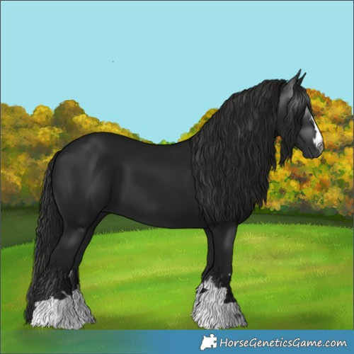 Horse Color:Gray Black 