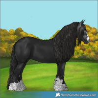 Horse Color:Gray Black 