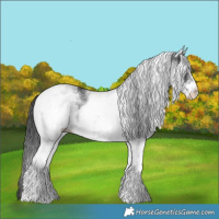 Horse Color:White Spotted Black 