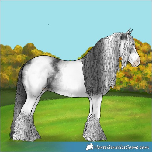 Horse Color:White Spotted Black 