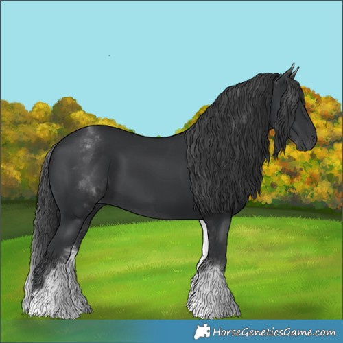 Horse Color:White Spotted Black