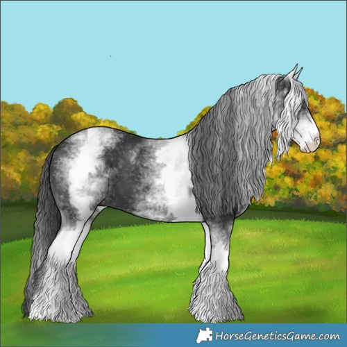 Horse Color:White Spotted Black 