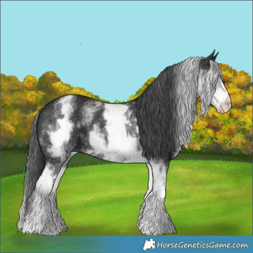 Horse Color:White Spotted Black 