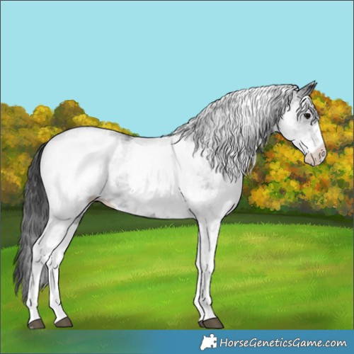 Horse Color:White Spotted Black