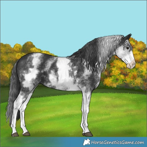 Horse Color:White Spotted Black