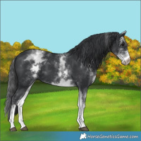 Horse Color:White Spotted Black