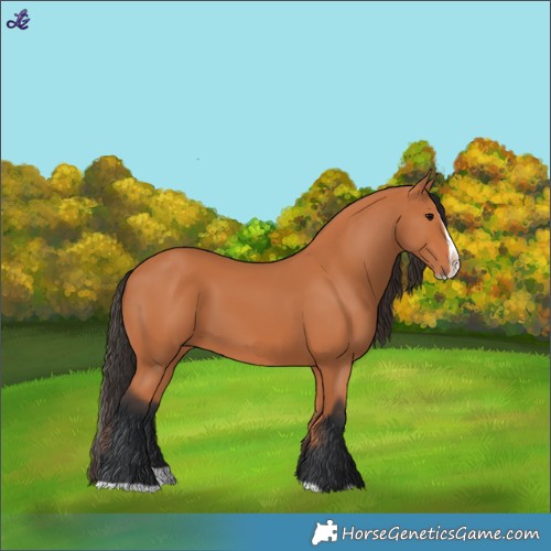 Horse Color:Bay Splash Frame 